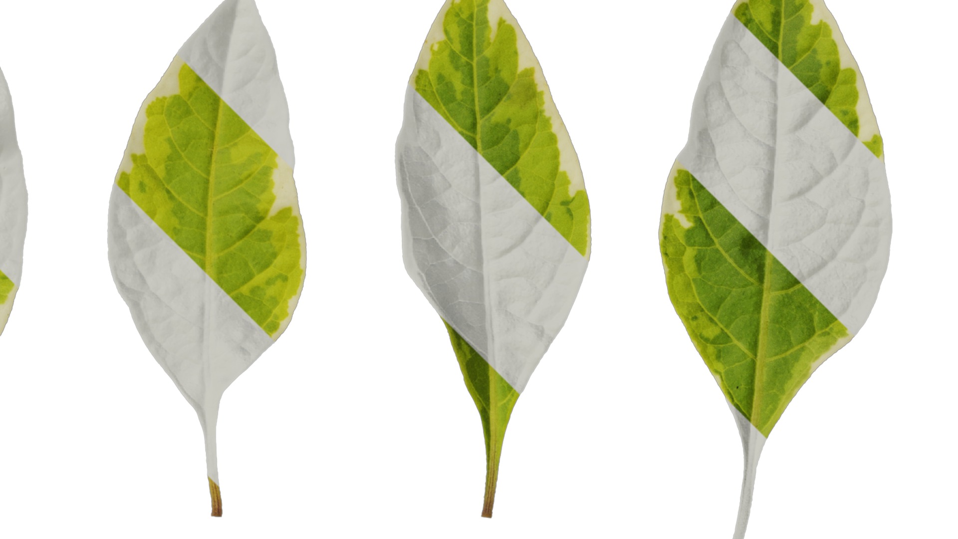 Anydrafts Lycianthes rantonnetii variegata Leaf 01 Texture_2