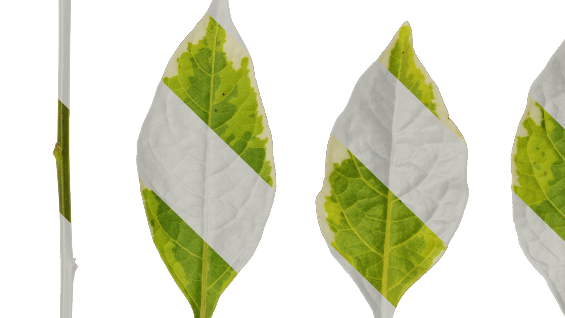 Anydrafts Lycianthes rantonnetii variegata Leaf 01 Texture_1