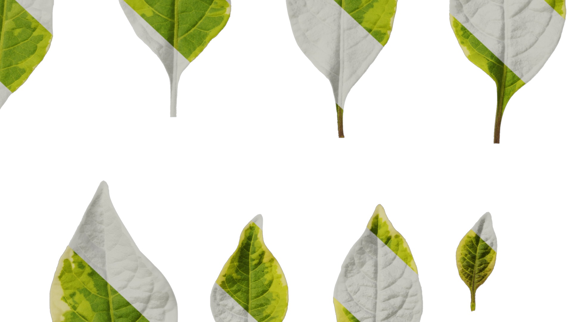 Anydrafts Lycianthes rantonnetii variegata Leaf 01 Texture_6