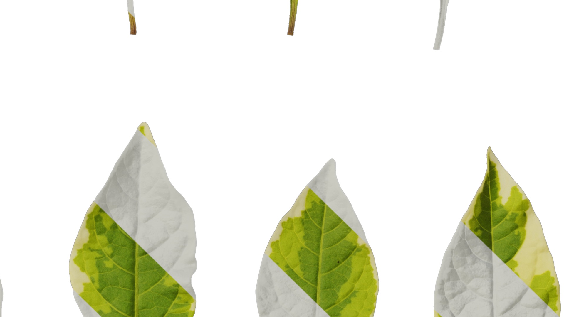 Anydrafts Lycianthes rantonnetii variegata Leaf 01 Texture_4