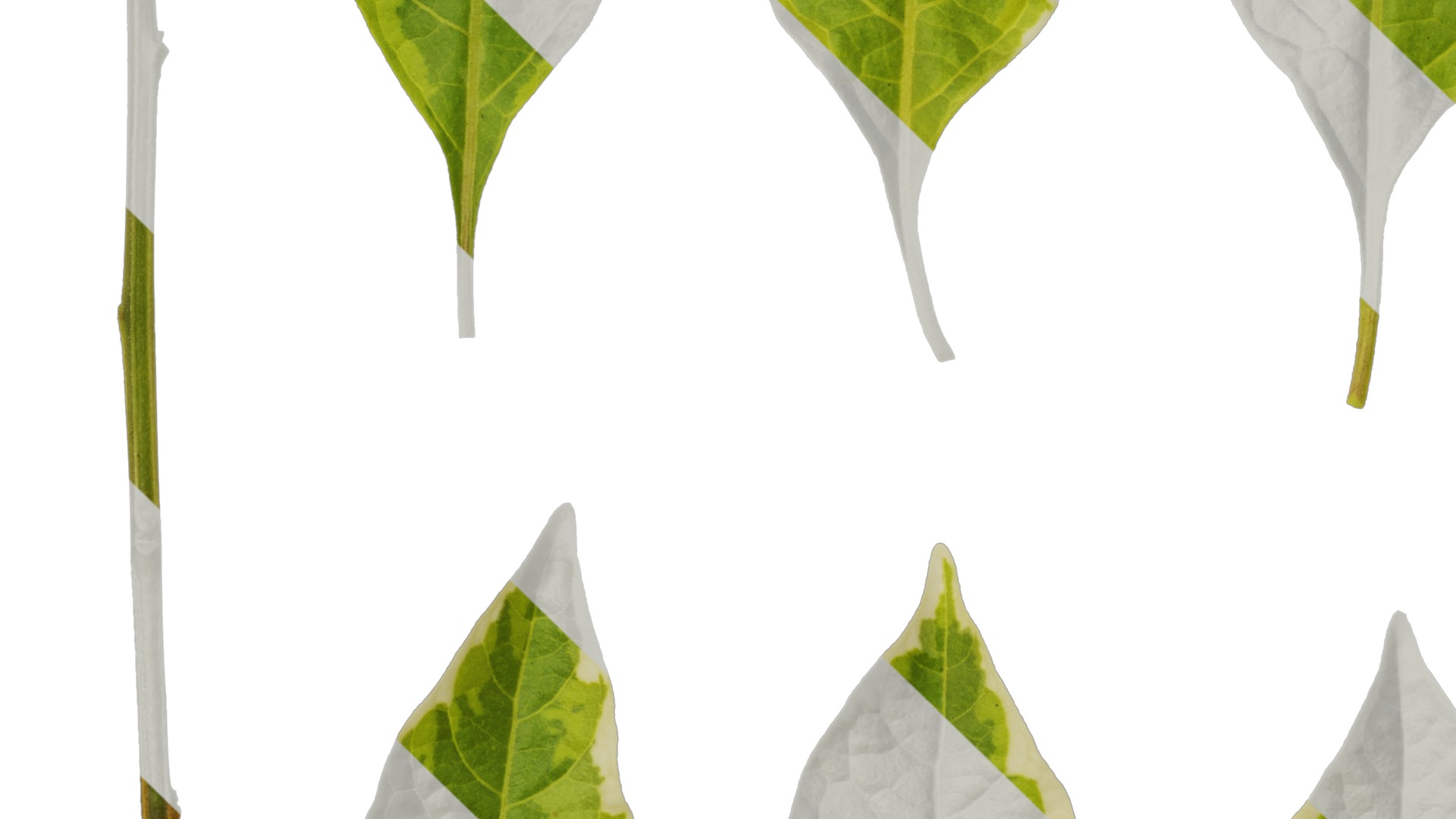 Anydrafts Lycianthes rantonnetii variegata Leaf 01 Texture_3