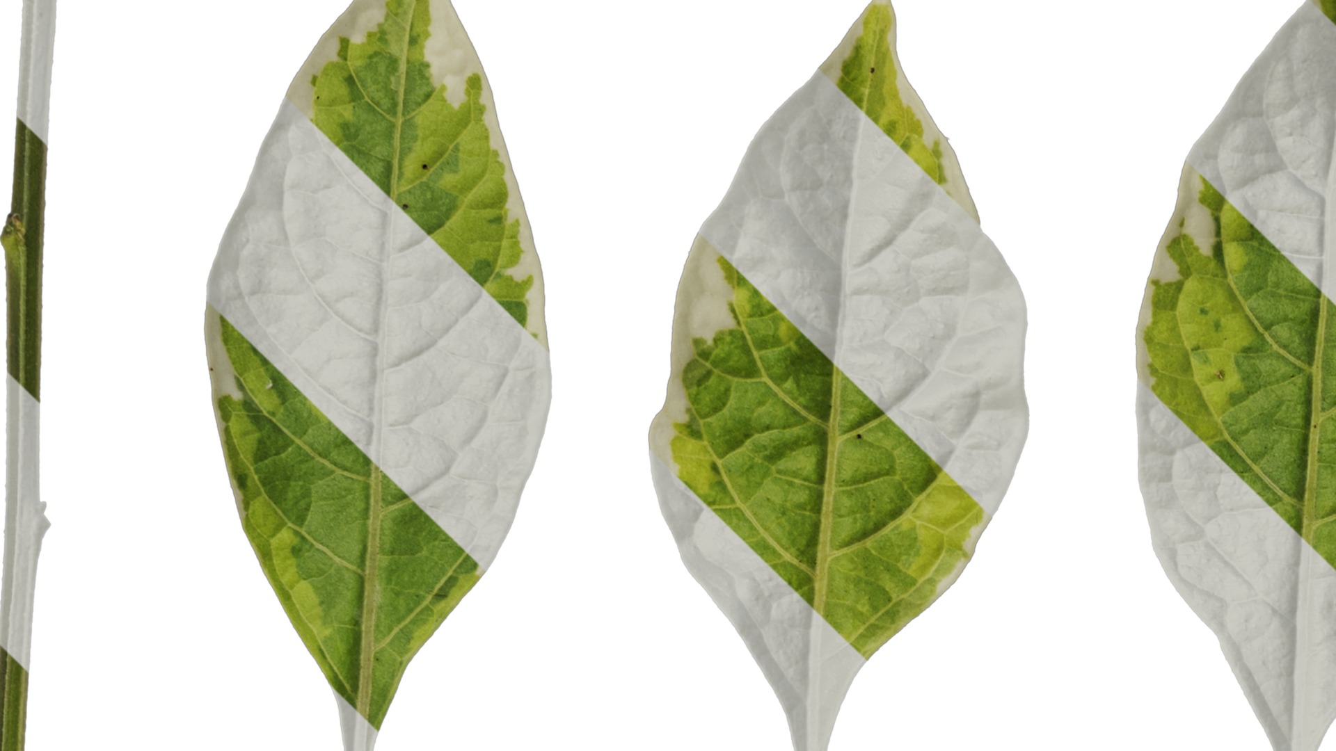 Anydrafts Lycianthes rantonnetii variegata Leaf 02 Texture_1