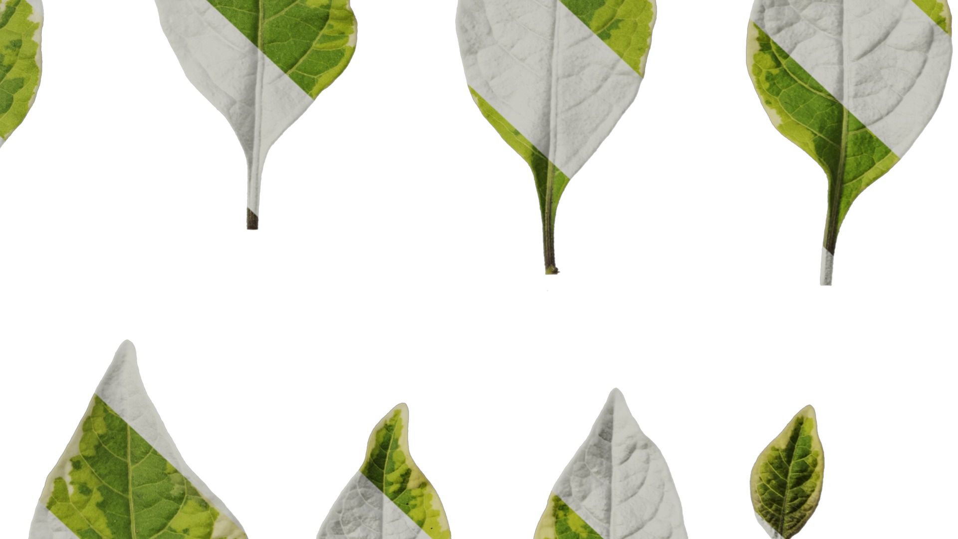 Anydrafts Lycianthes rantonnetii variegata Leaf 02 Texture_6