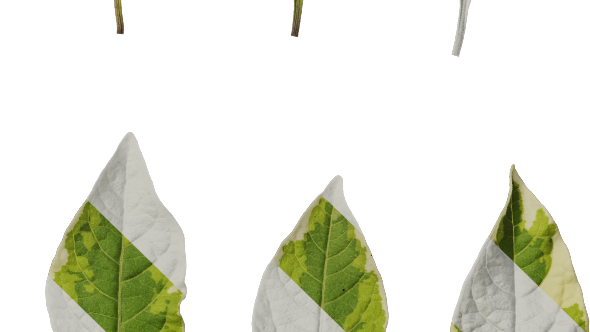 Anydrafts Lycianthes rantonnetii variegata Leaf 02 Texture_4