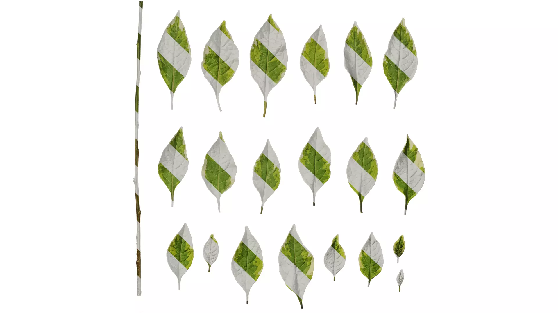 Anydrafts Lycianthes rantonnetii variegata Leaf 02 Texture_0