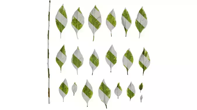 Anydrafts Lycianthes rantonnetii variegata Leaf 02