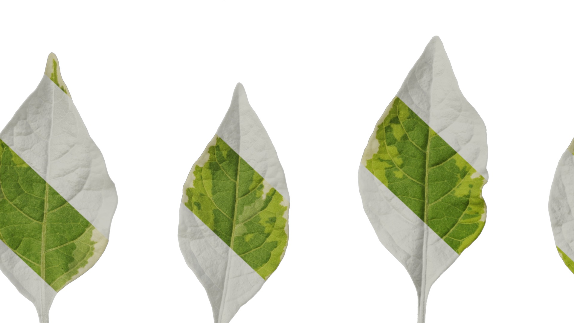 Anydrafts Lycianthes rantonnetii variegata Leaf 02 Texture_7