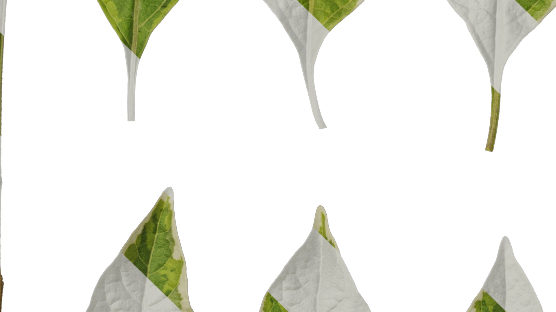 Anydrafts Lycianthes rantonnetii variegata Leaf 02 Texture_3