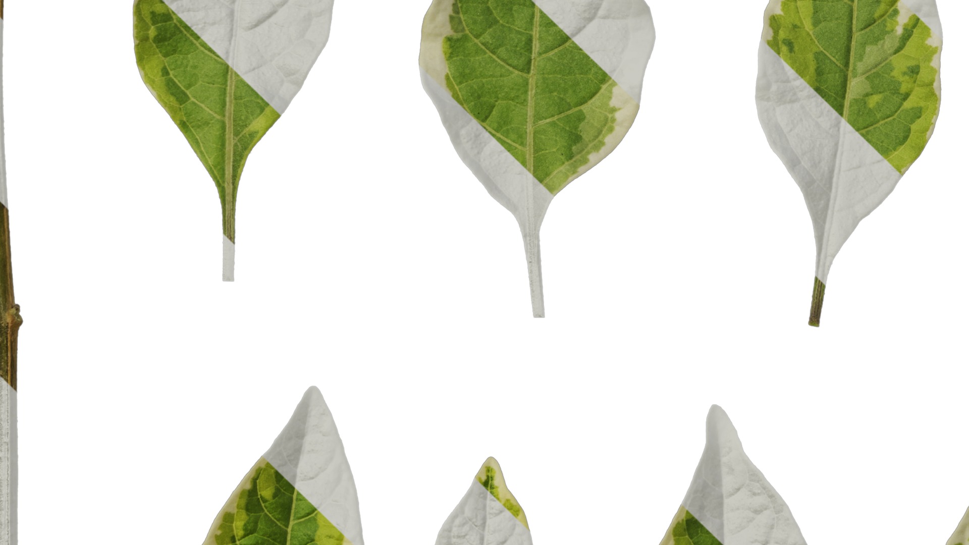 Anydrafts Lycianthes rantonnetii variegata Leaf 02 Texture_5