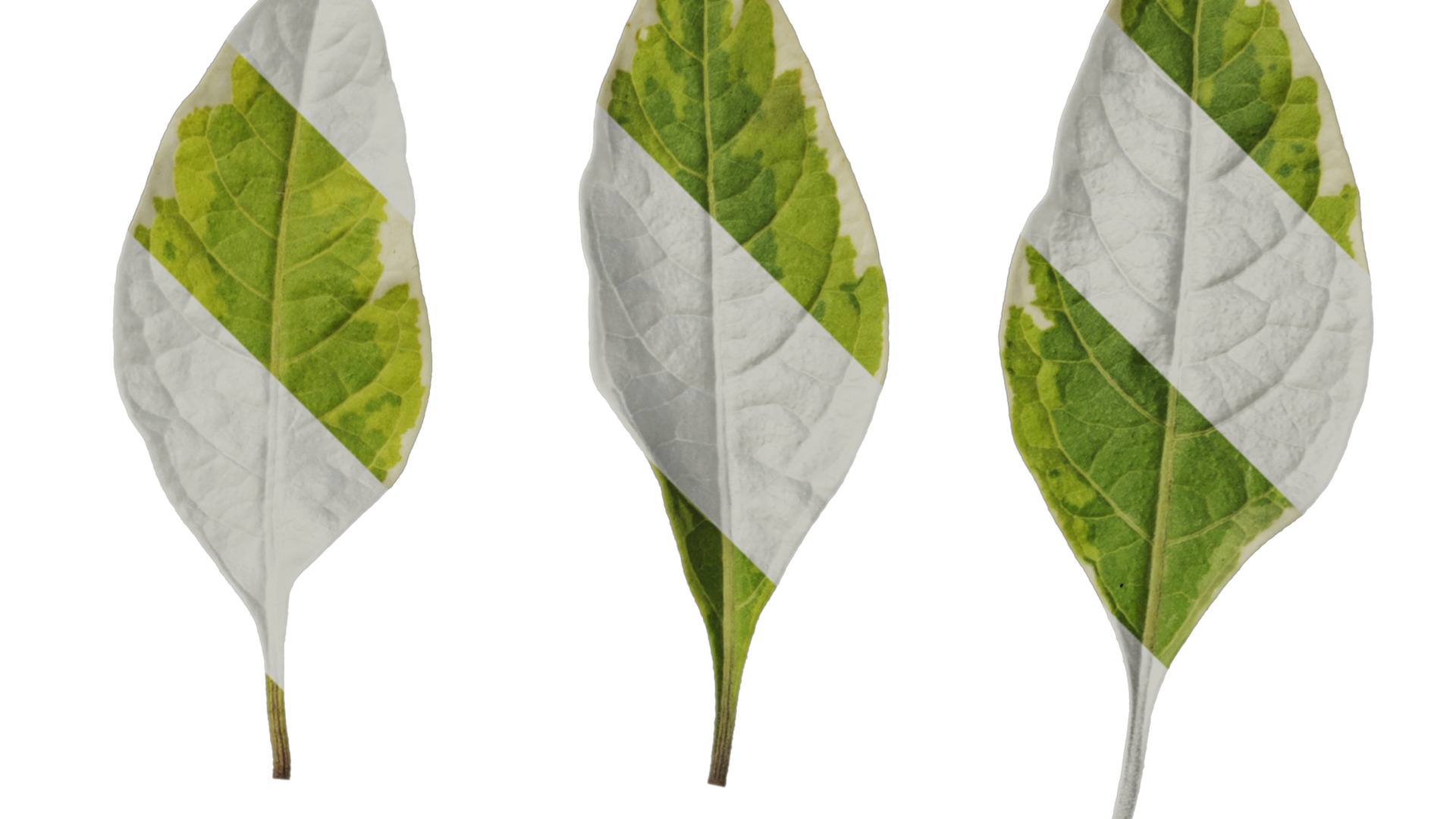 Anydrafts Lycianthes rantonnetii variegata Leaf 02 Texture_2