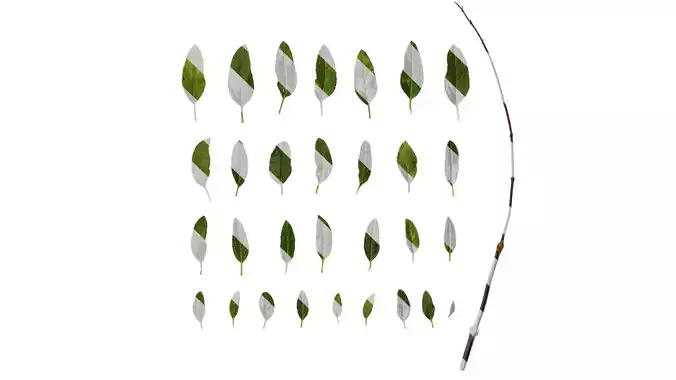 Anydrafts Salvia 04 Leaf 01 Texture
