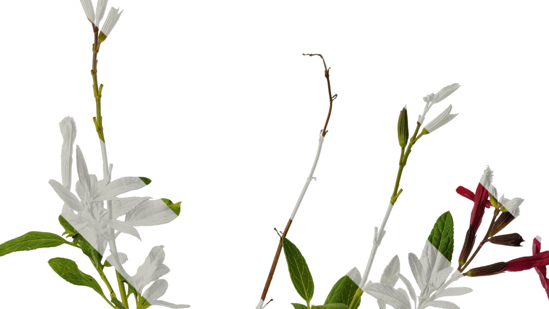 Anydrafts Salvia 05 Atlas 01 Texture_2