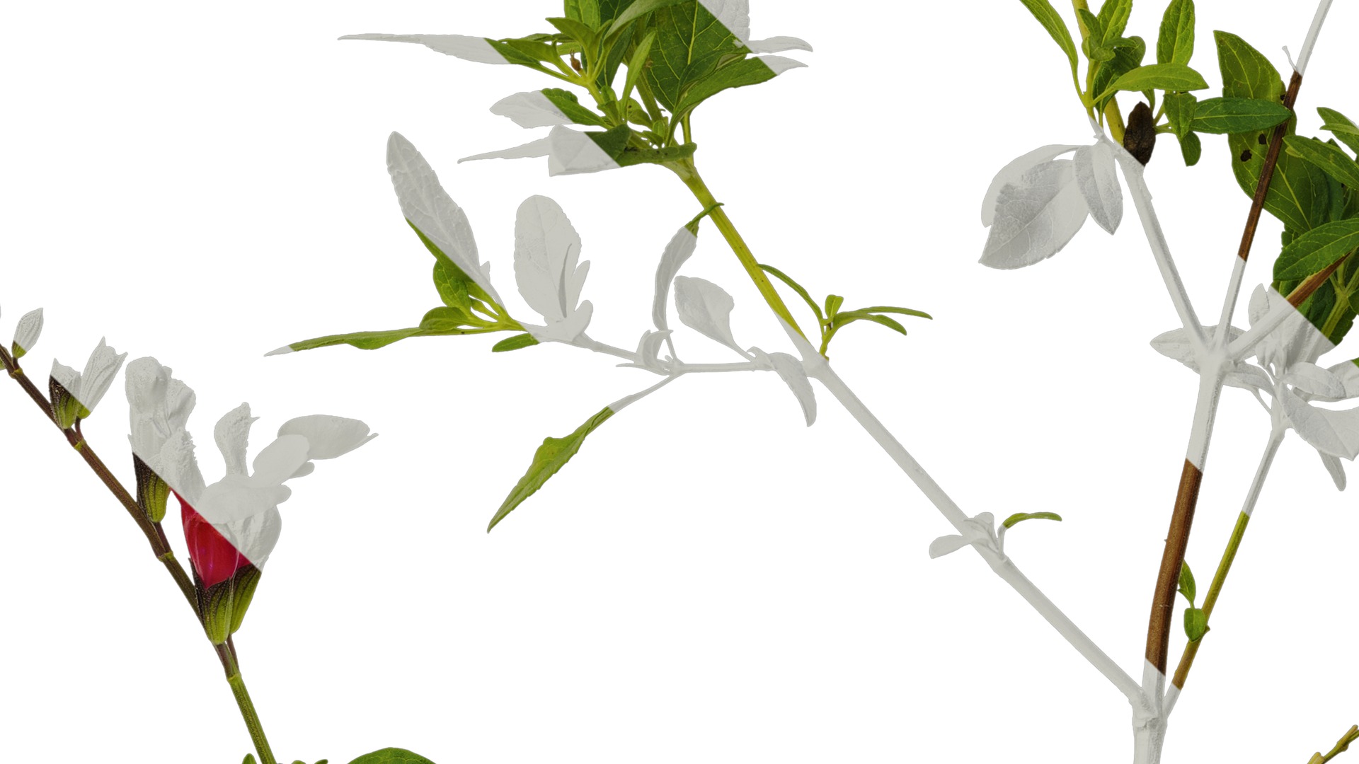 Anydrafts Salvia 05 Atlas 01 Texture_7