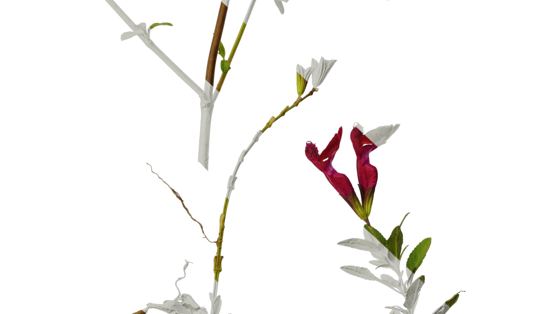 Anydrafts Salvia 05 Atlas 01 Texture_6