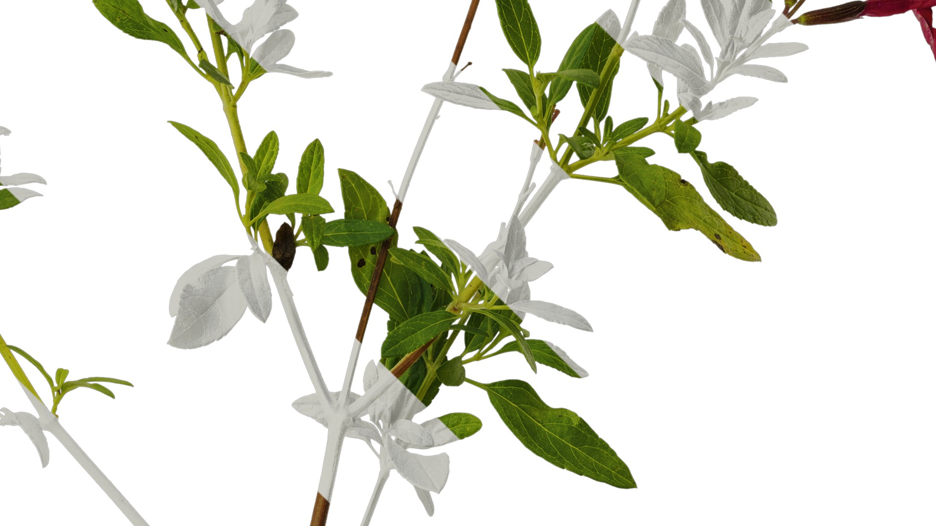 Anydrafts Salvia 05 Atlas 01 Texture_4