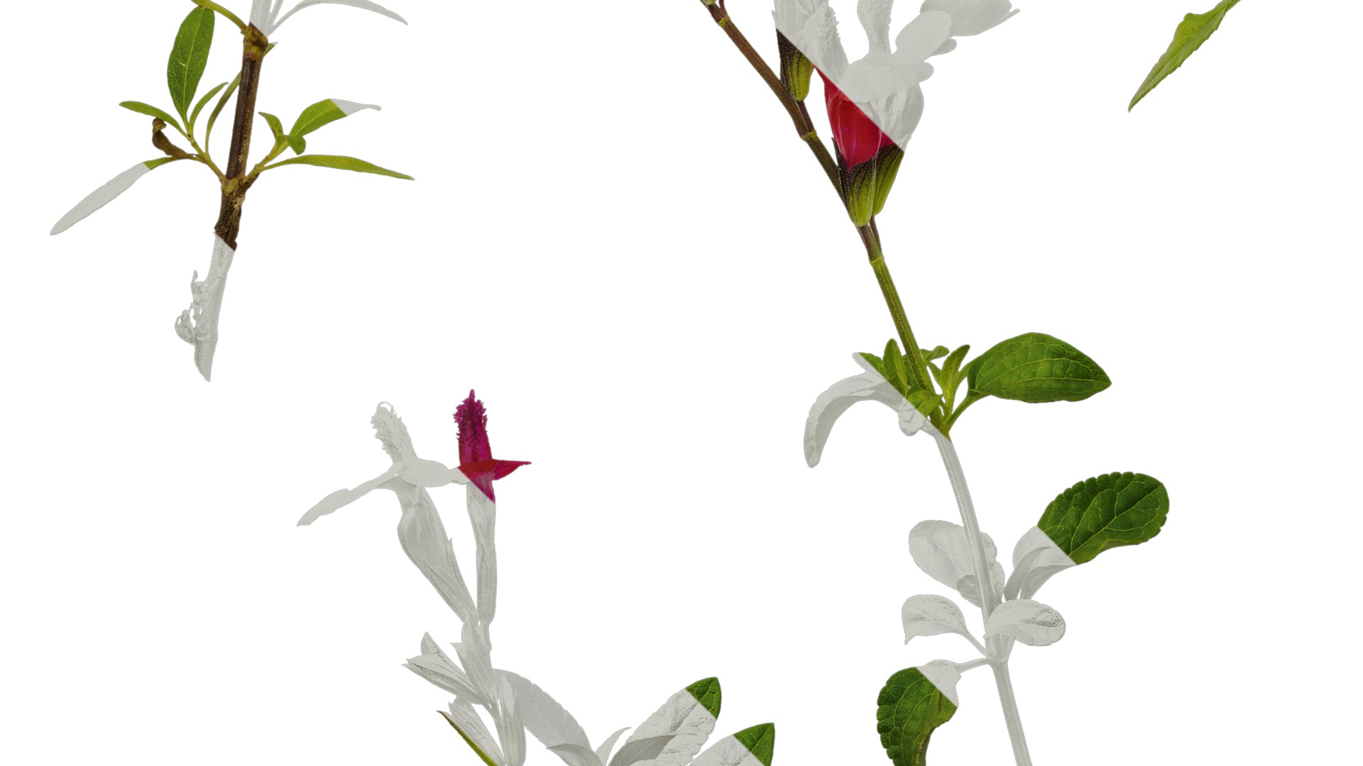 Anydrafts Salvia 05 Atlas 01 Texture_5