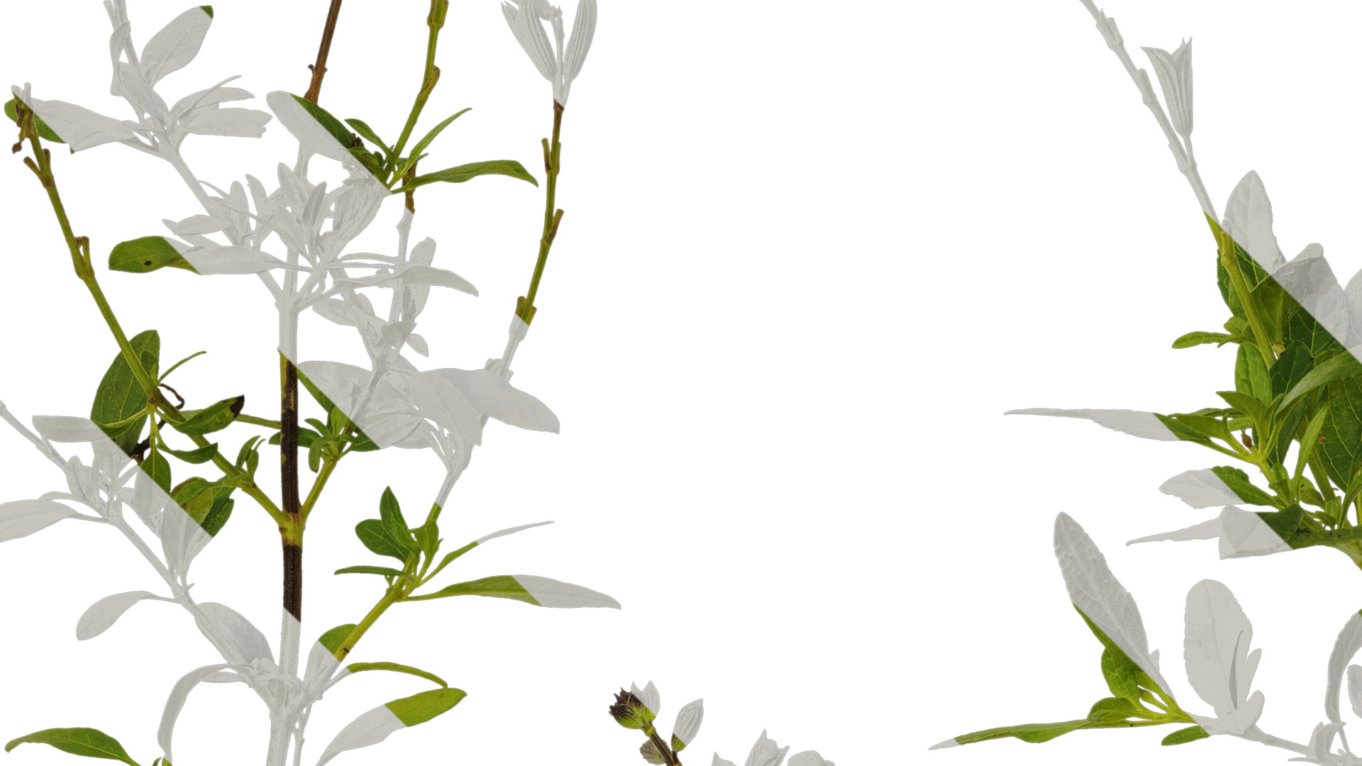 Anydrafts Salvia 05 Atlas 01 Texture_3