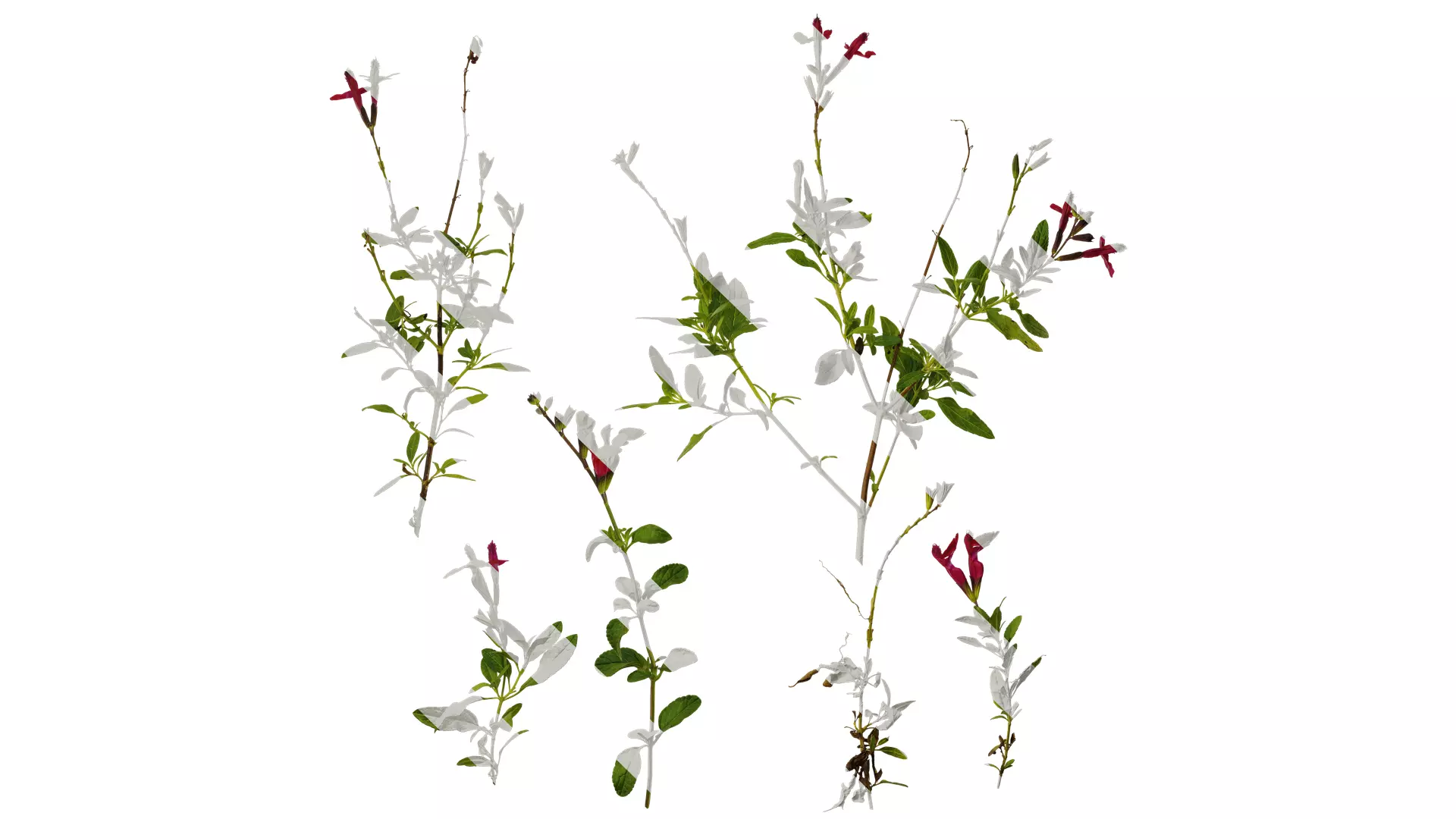 Anydrafts Salvia 05 Atlas 01 Texture_0