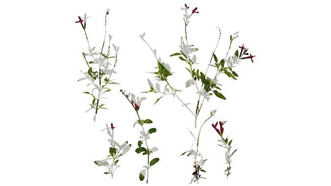 Anydrafts Salvia 05 Atlas 01 Texture