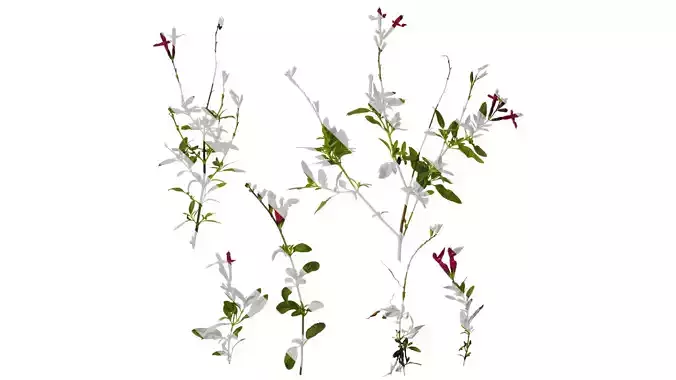 Anydrafts Salvia 05 Atlas 01