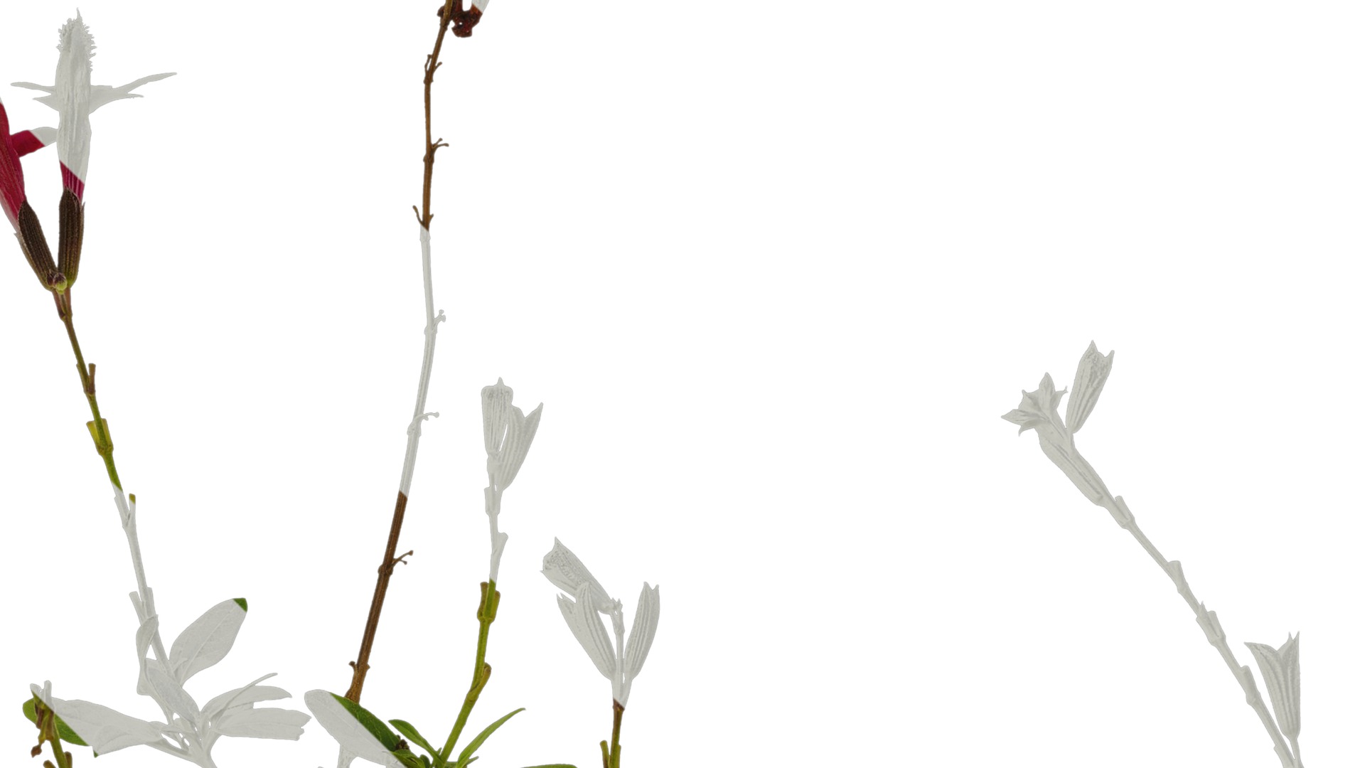 Anydrafts Salvia 05 Atlas 01 Texture_1