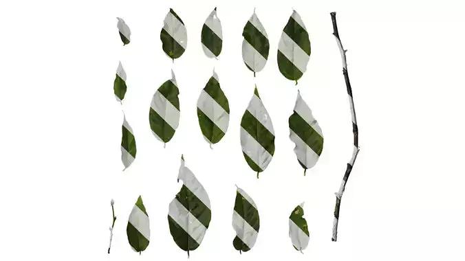 Anydrafts Lyonia ovalifolia Leaf 01