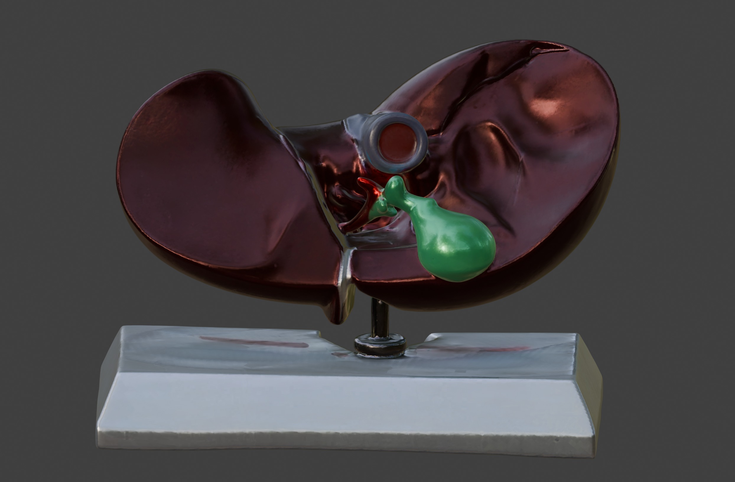 3D Model of Human Liver Anatomy v3 3D print model_6