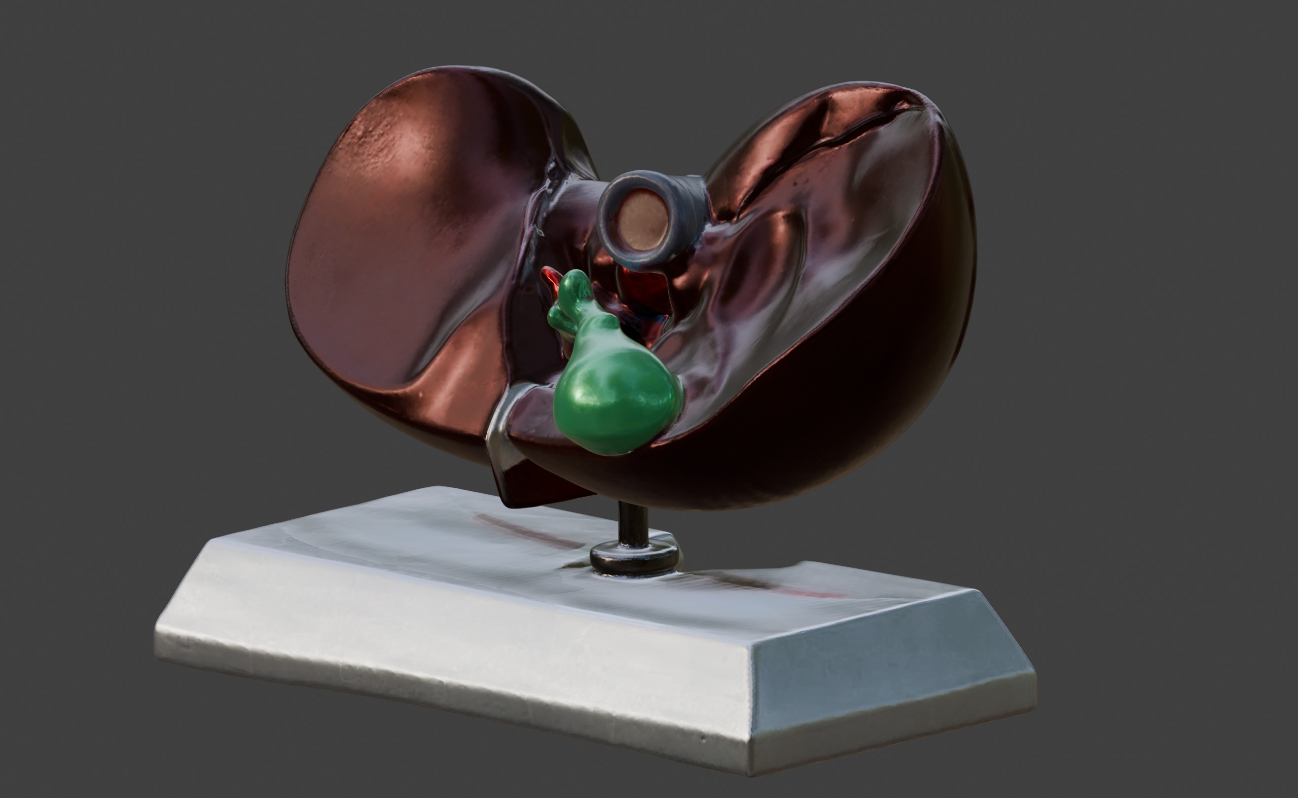 3D Model of Human Liver Anatomy v3 3D print model_8