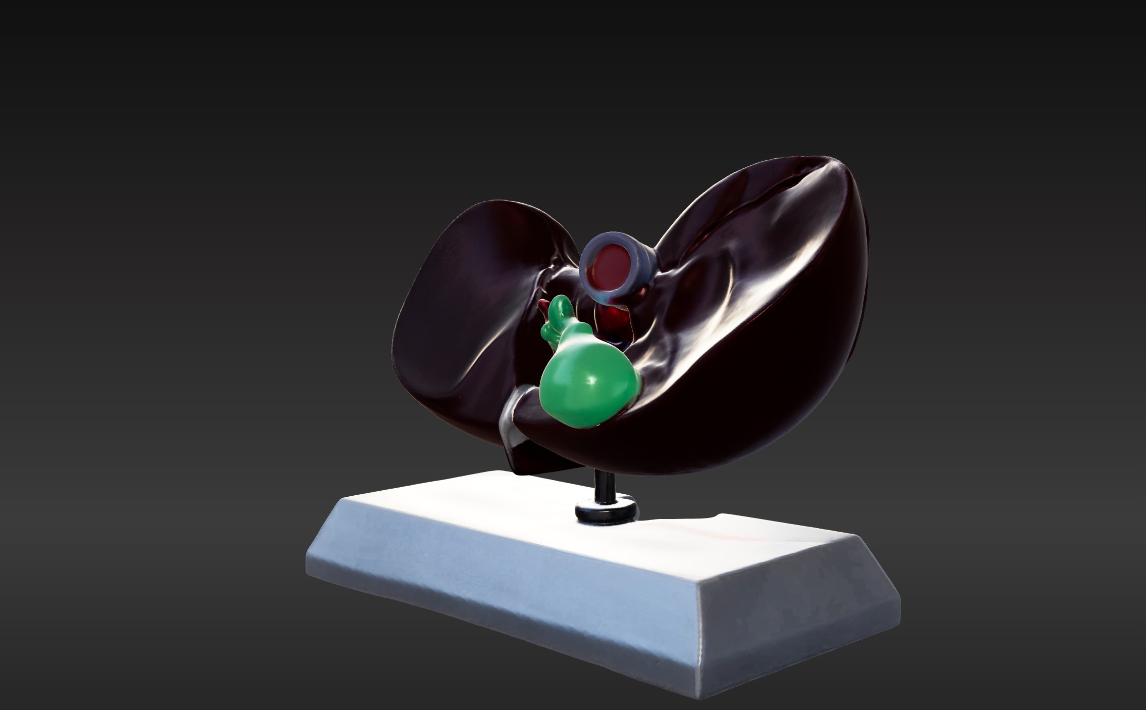 3D Model of Human Liver Anatomy v3 3D print model_2