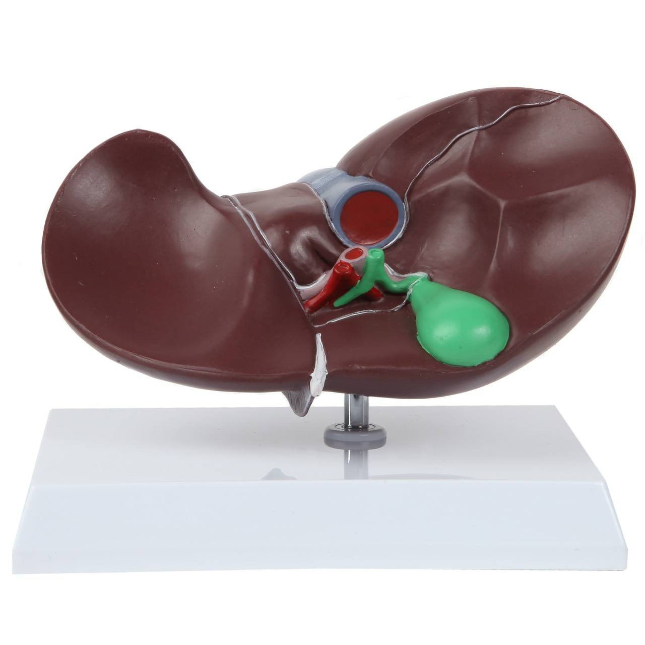 3D Model of Human Liver Anatomy v3 3D print model_17