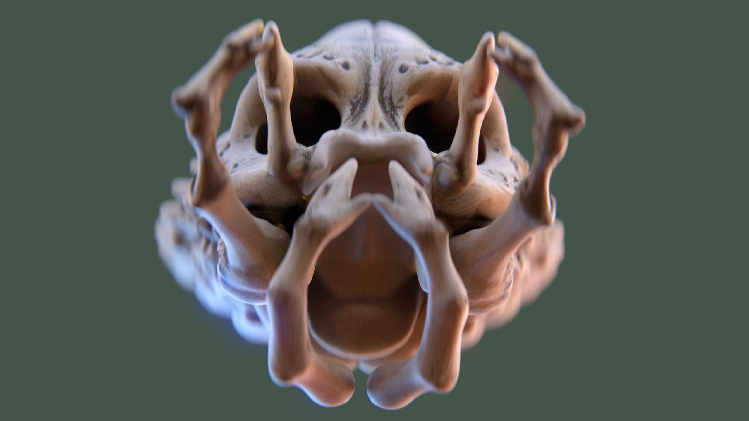 Alien Skull Artifact 3D model_6