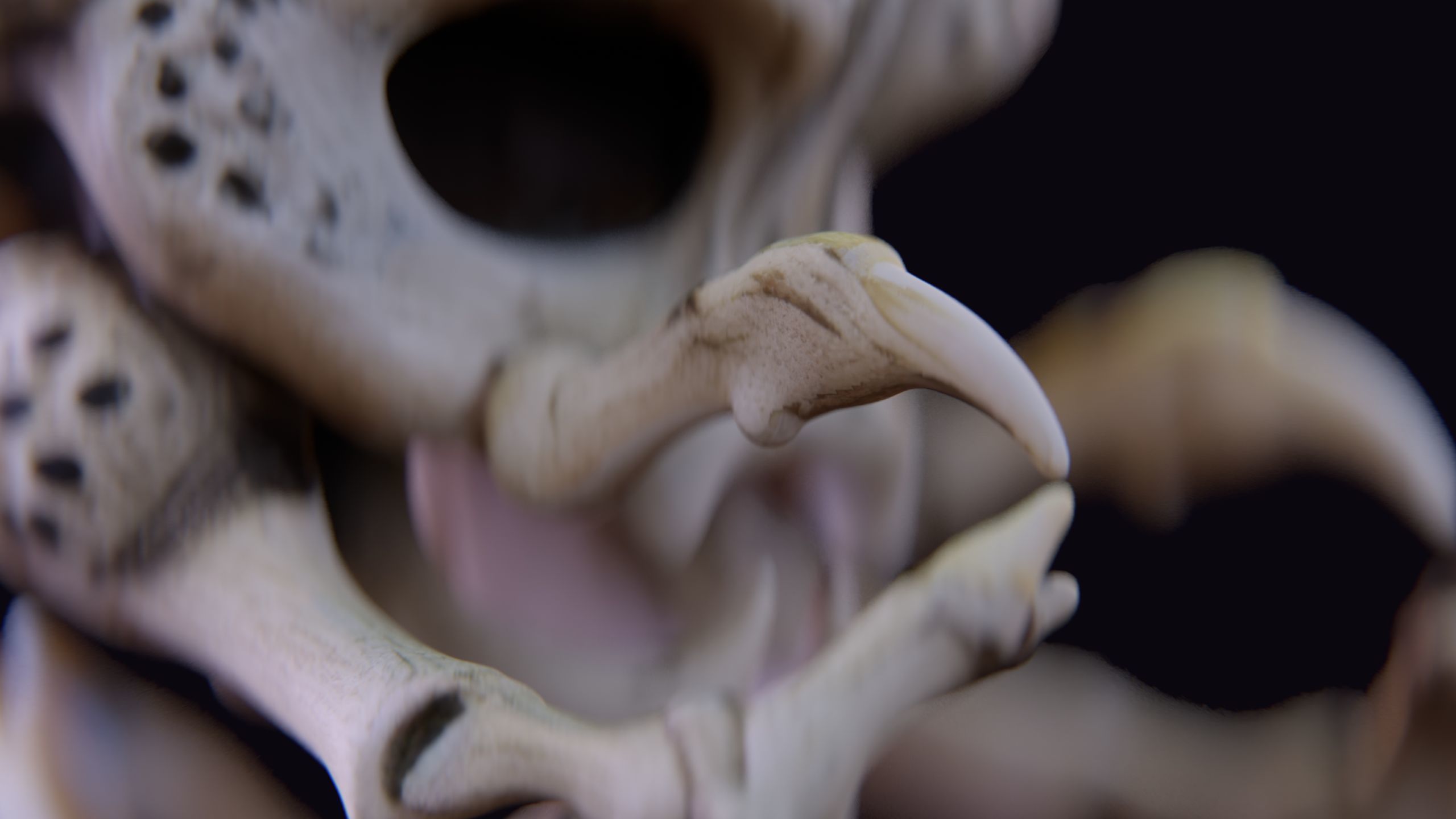 Alien Skull Artifact 3D model_8