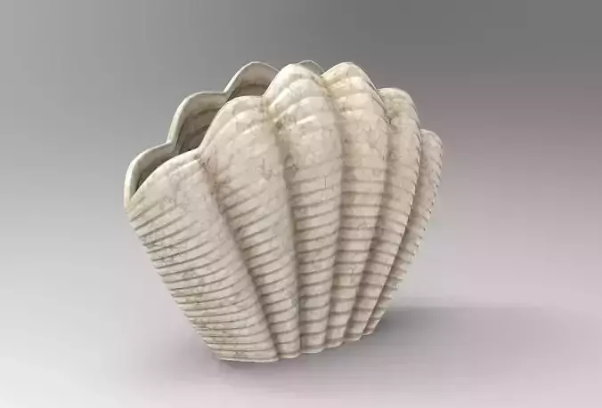 Seashell Vase