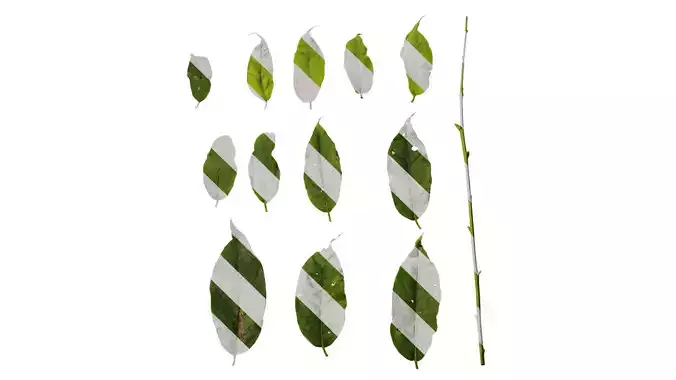 Anydrafts Lyonia ovalifolia Leaf 02