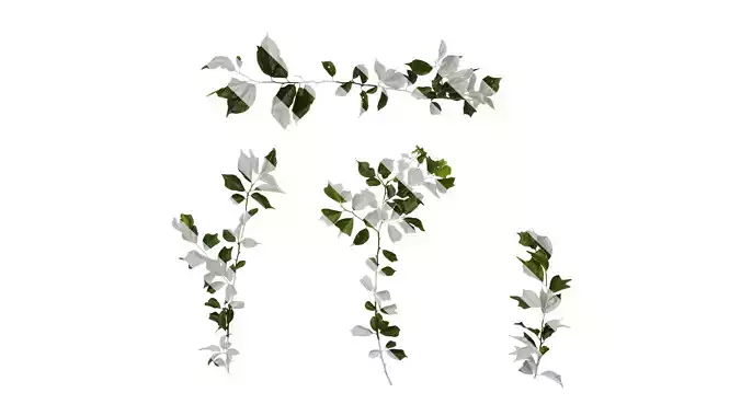 Anydrafts Maclura tricuspidata Atlas 02