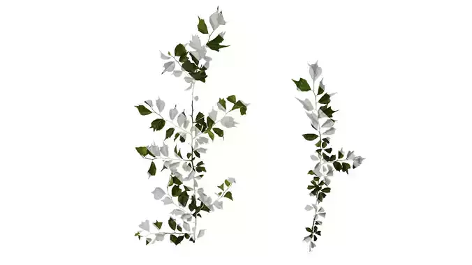 Anydrafts Maclura tricuspidata Atlas 03