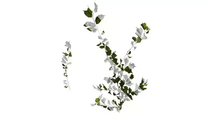 Anydrafts Maclura tricuspidata Atlas 04