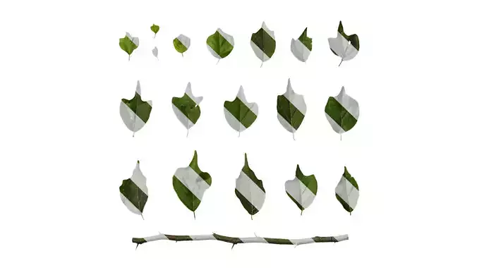 Anydrafts Maclura tricuspidata Leaf 01