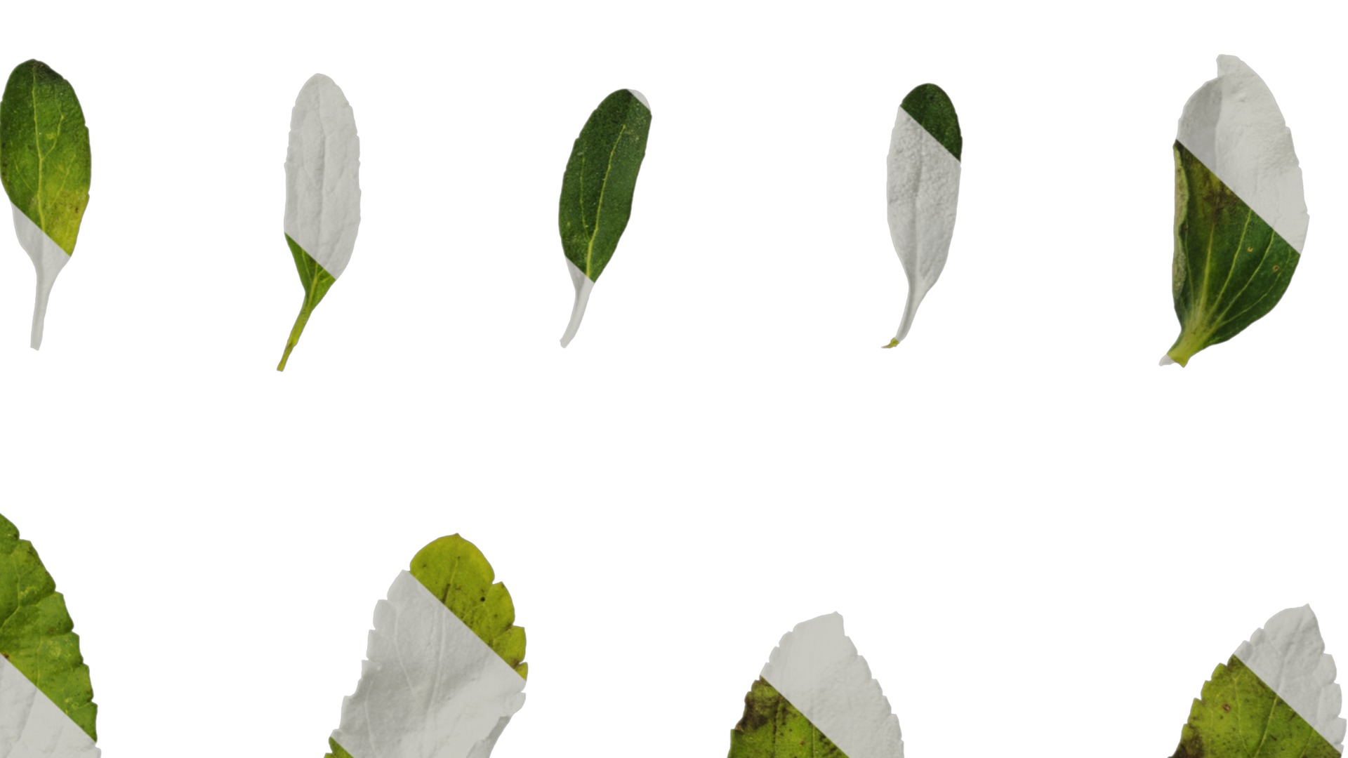 Anydrafts Salvia 06 Leaf 01 Texture_6