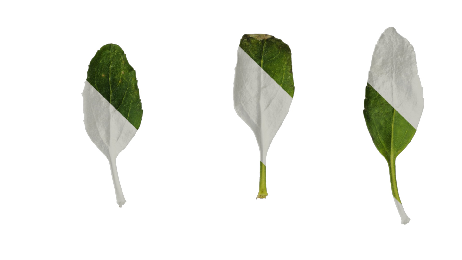 Anydrafts Salvia 06 Leaf 01 Texture_4