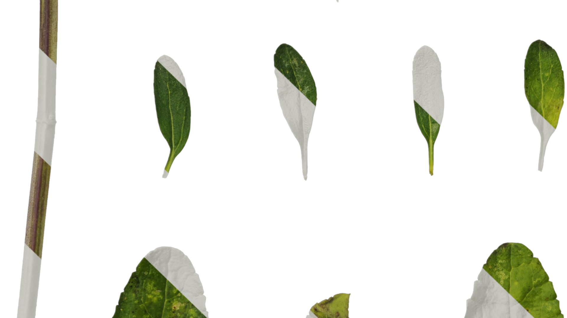 Anydrafts Salvia 06 Leaf 01 Texture_5