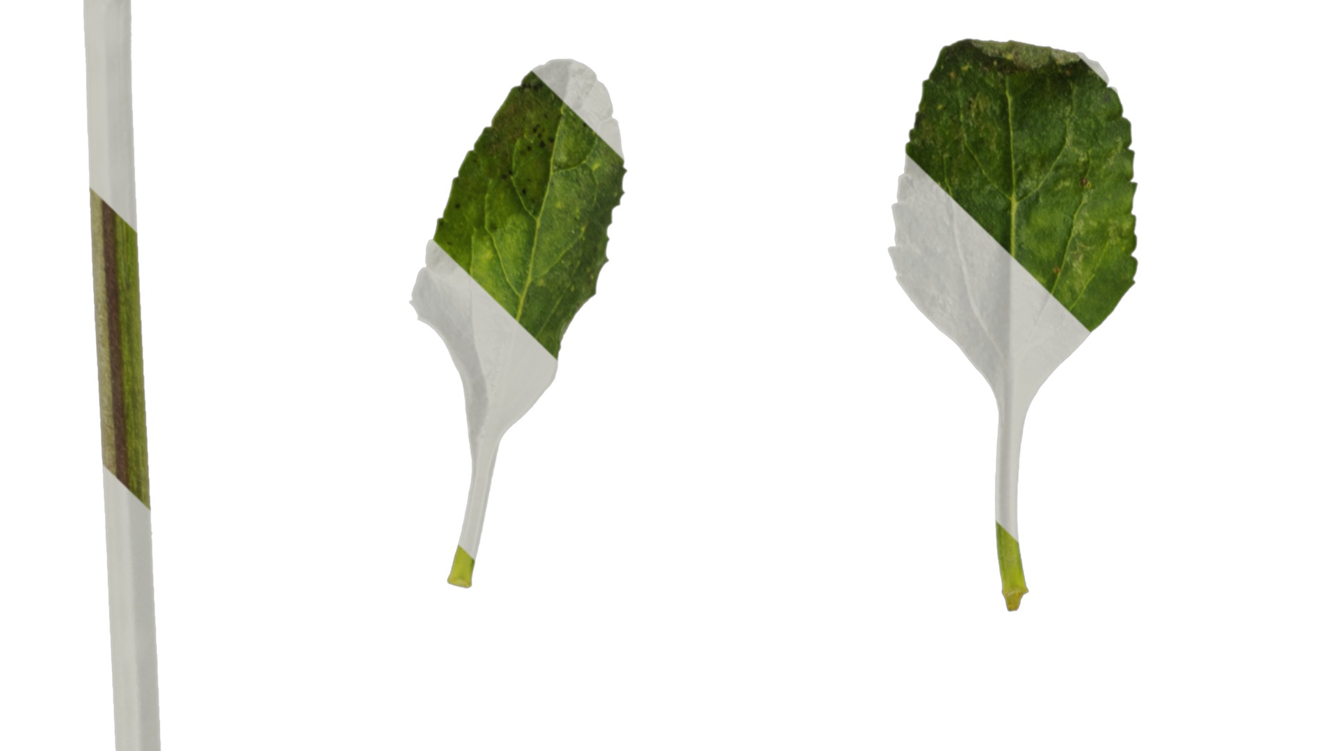 Anydrafts Salvia 06 Leaf 01 Texture_1