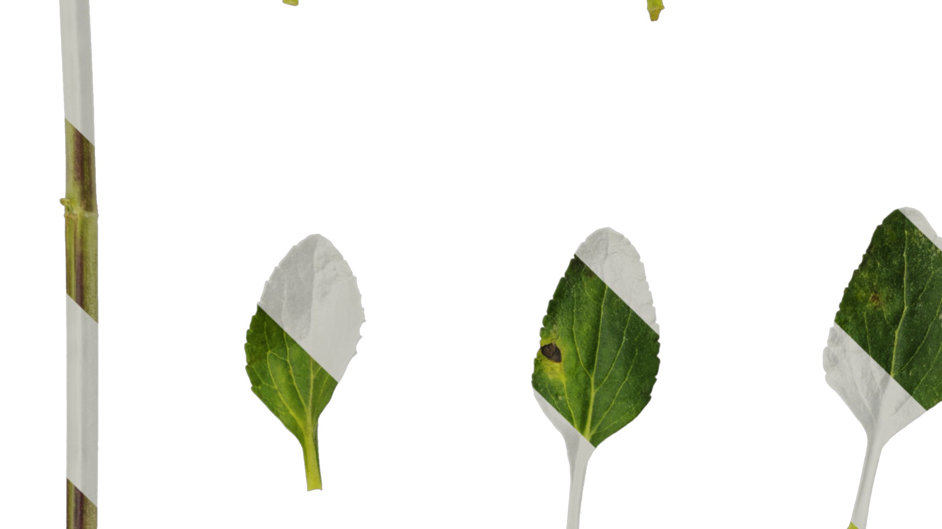 Anydrafts Salvia 06 Leaf 01 Texture_3