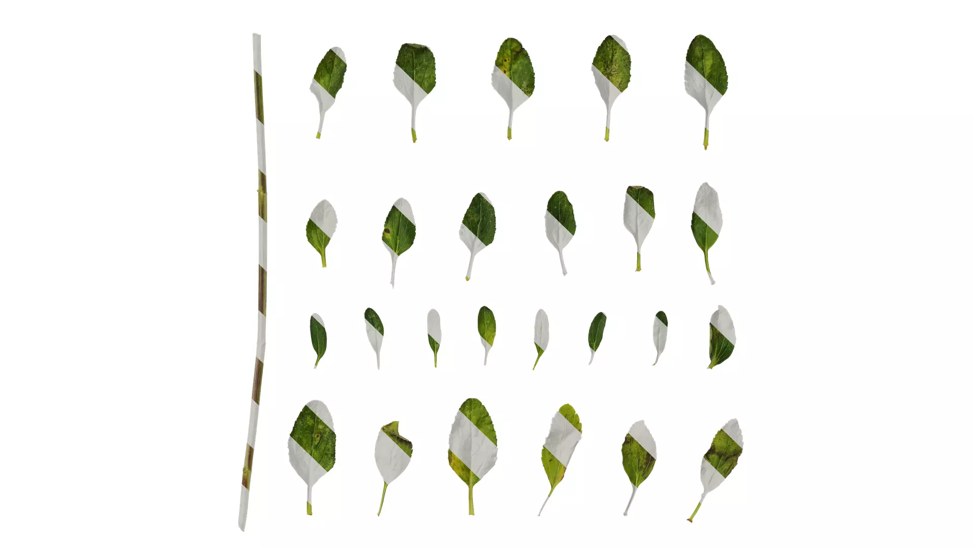 Anydrafts Salvia 06 Leaf 01 Texture_0