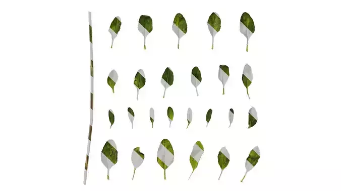 Anydrafts Salvia 06 Leaf 01