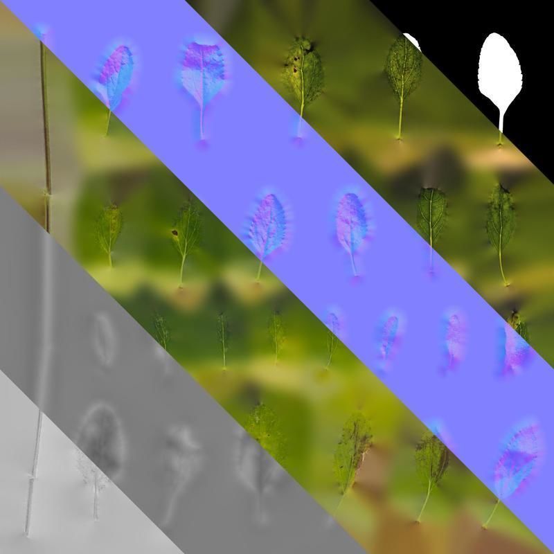 Anydrafts Salvia 06 Leaf 01 Texture_8