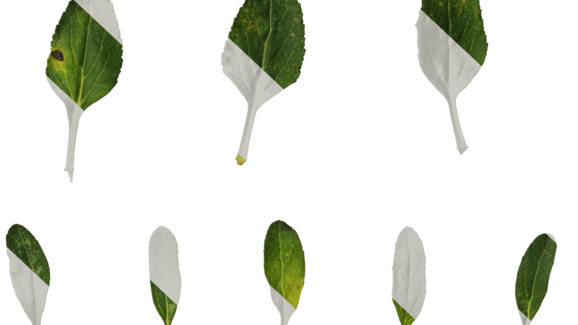 Anydrafts Salvia 06 Leaf 01 Texture_7