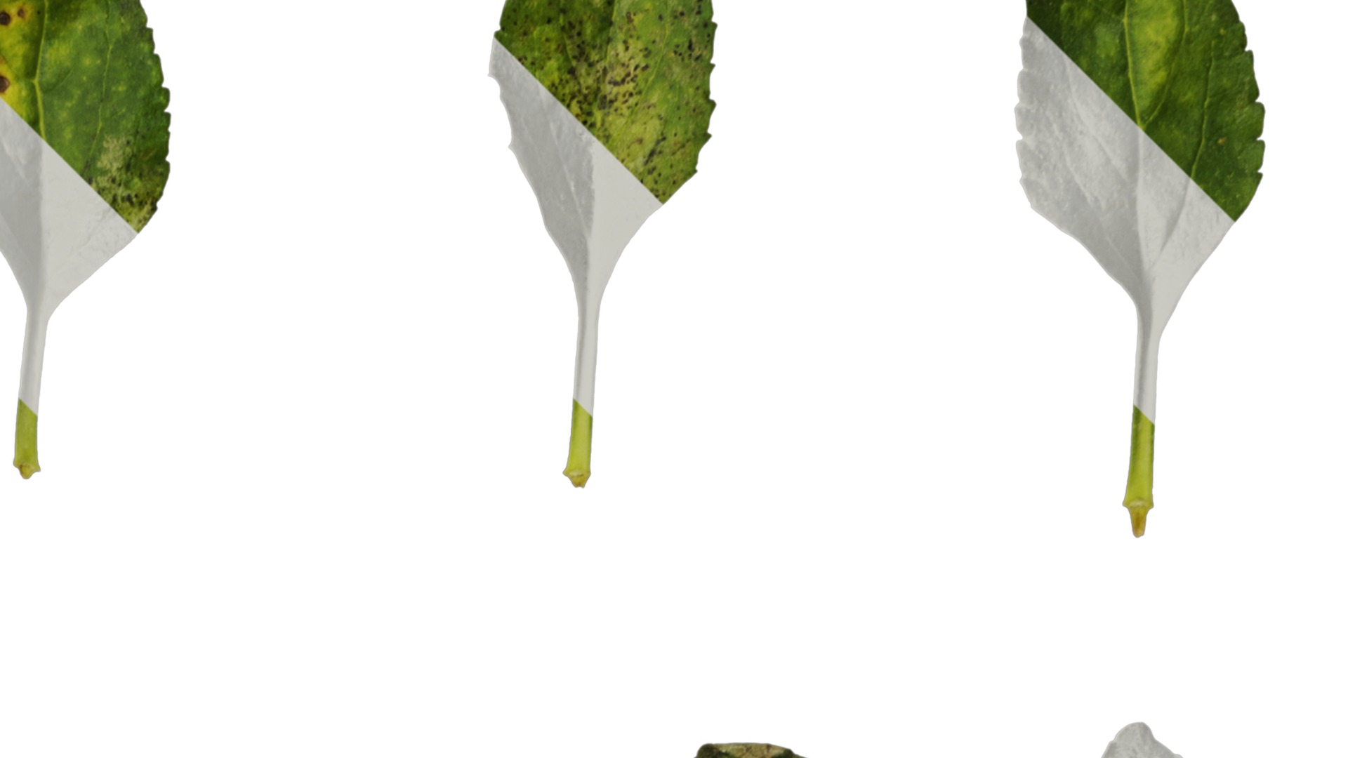 Anydrafts Salvia 06 Leaf 01 Texture_2