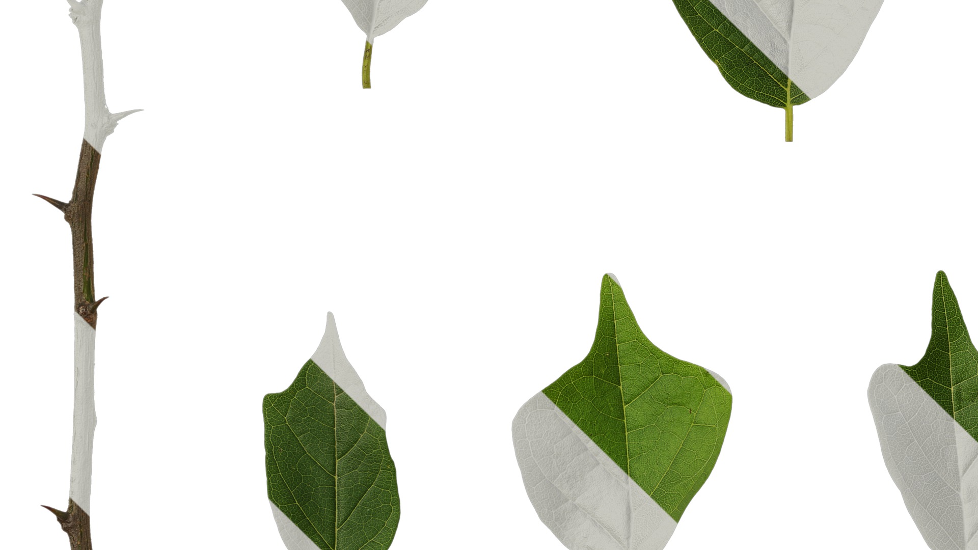 Anydrafts Maclura tricuspidata Leaf 02 Texture_3