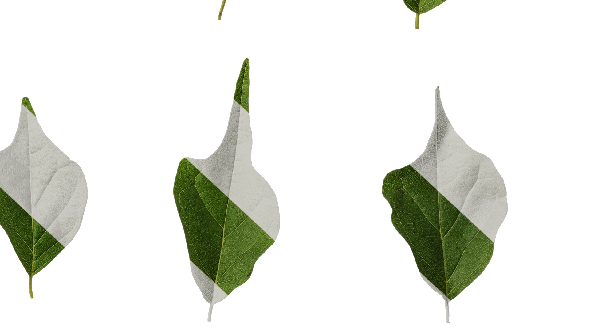 Anydrafts Maclura tricuspidata Leaf 02 Texture_6